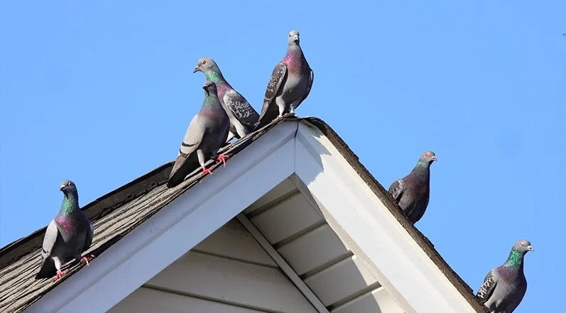 Dakschade Door Dieren